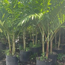  planting Christmas palms over 8  feet tall Instant Privacy Hedge For Fence Green Full Ready Instant privacy Hedge and decoration