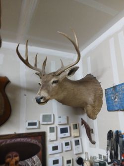 Shoulder Mount Whitetail 