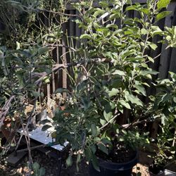 Arbolito De 4 Tipos De Manzanas 