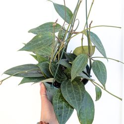 Hoya Latifolia Plant 6" Pot - Indoor House Plants