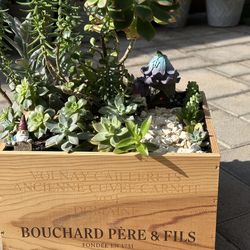 Assorted Succulent Plants in a wine crate