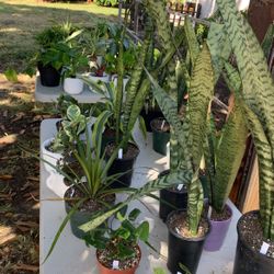 3-5 Dollar Plant Sale