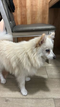 Winter Pomeranian