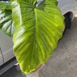 Alocasia/Elegante 