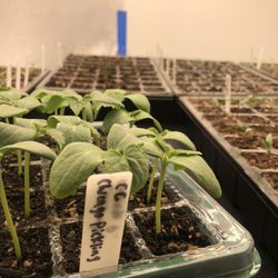 Cucumber Plant 