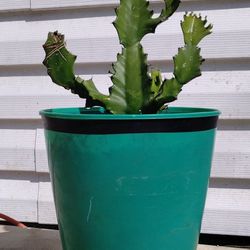 Dragon Bone Cactus Plant 