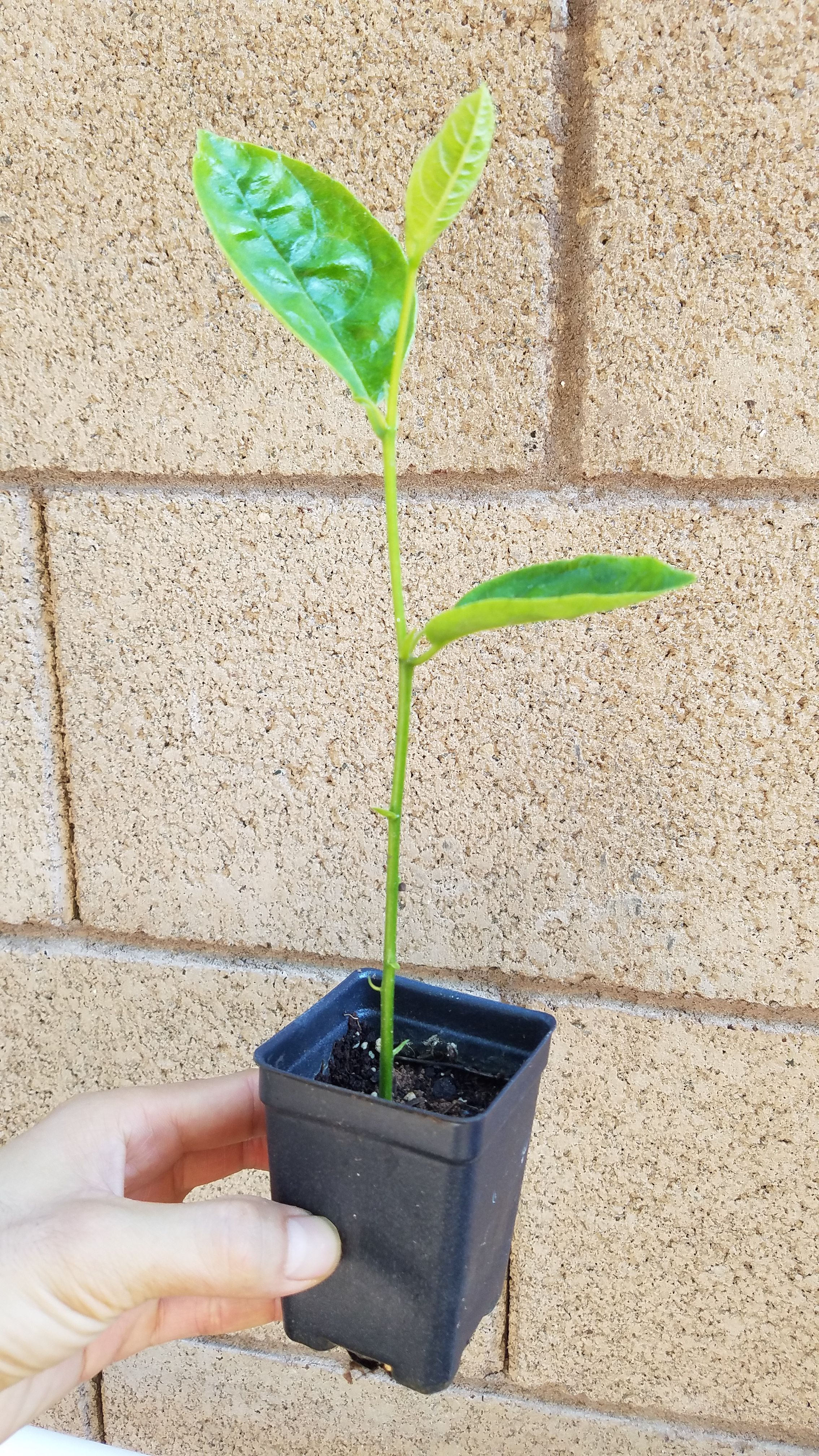 Tropical Jack Fruit plant, jackfruit seedling