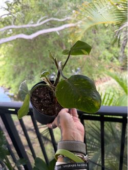 Live plant Philodendron white knight