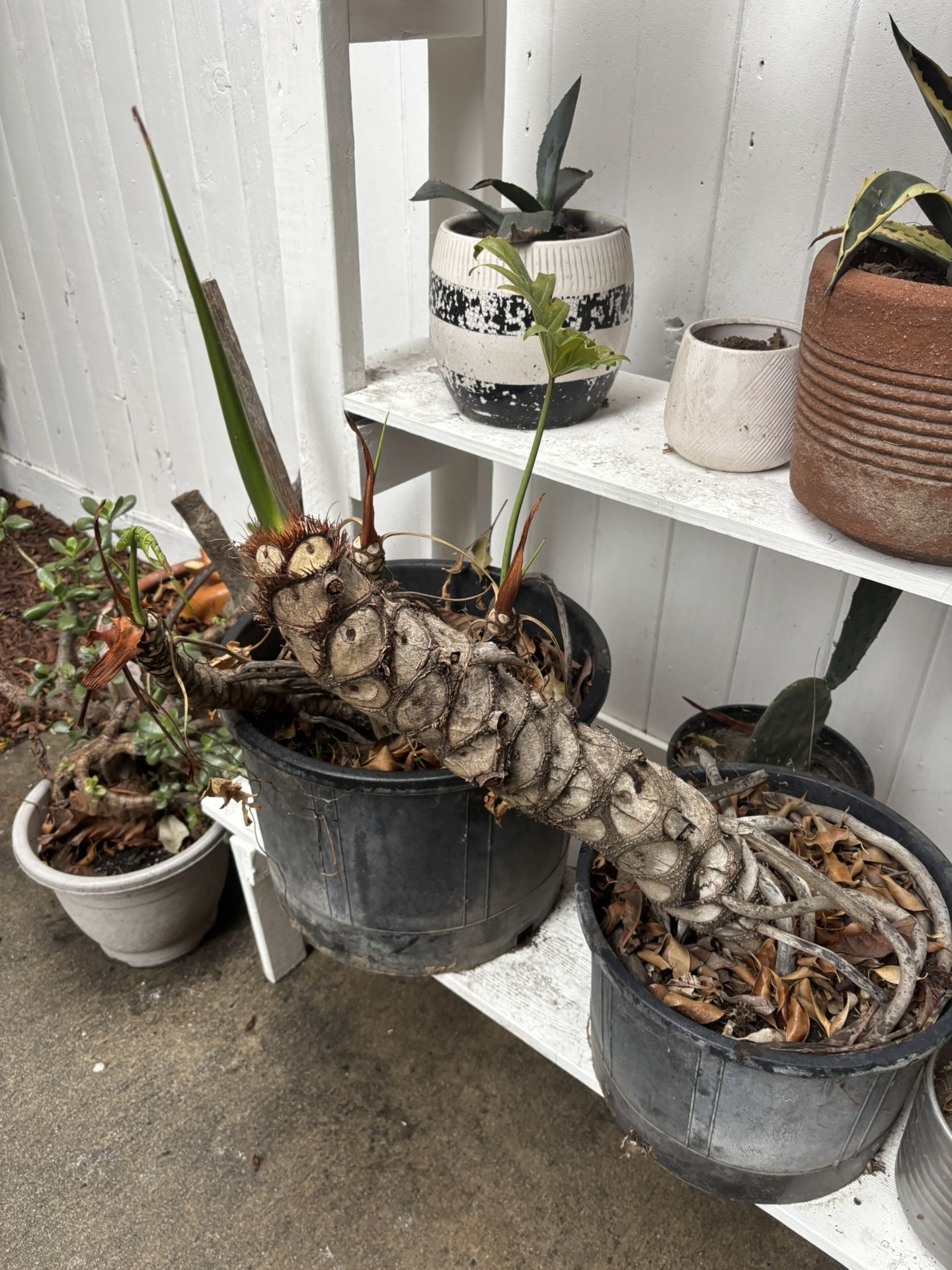 Free Plants