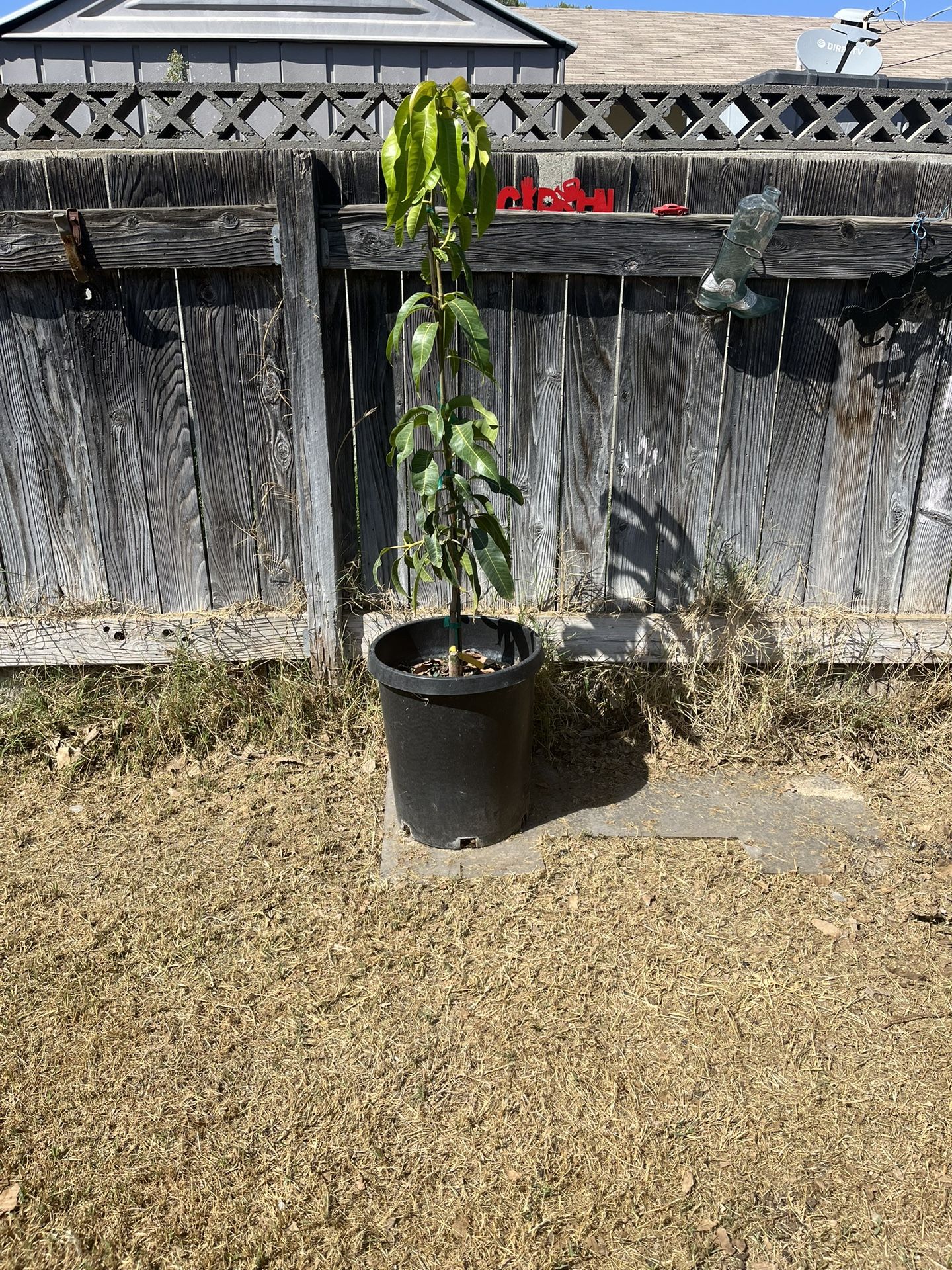 Coconut Cream Mango Grafted 15 Gallon
