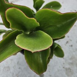 Flap Jack Succulent One Gallon 