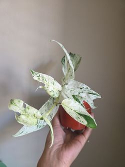 Plant