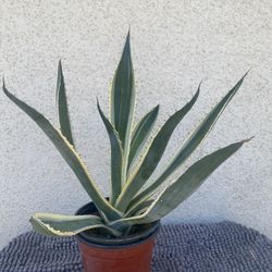 Agave Plant..