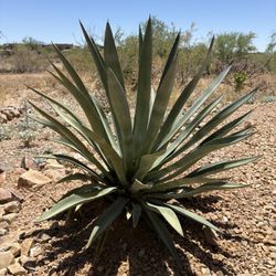 Agave Pups
