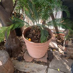 Sago Palm 
