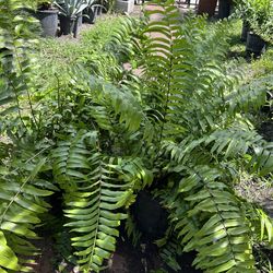 Helechos macho in 3 gls pot. SPECIAL PRICE 🤩