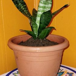 Dwarf Zeylanica Snake 🐍 Plant 