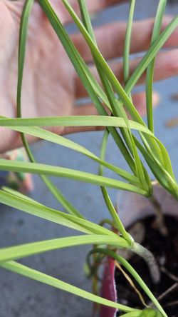 Green Onion, 6 Plants, Herb, Better Than Chives