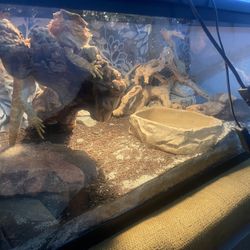 Reptile Tank Sale