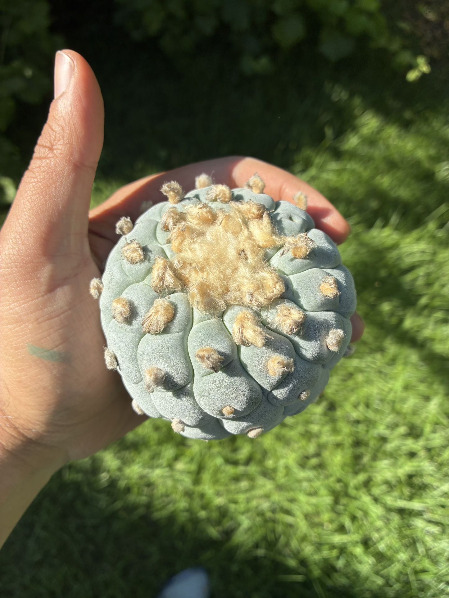 Rare Ancient Cactus Succulent Seedling LW
