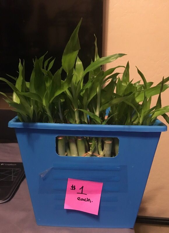 Lucky bamboo stalks live plants