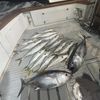 West Coast Fishing Imports