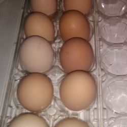 Farm Fresh Chicken Eggs