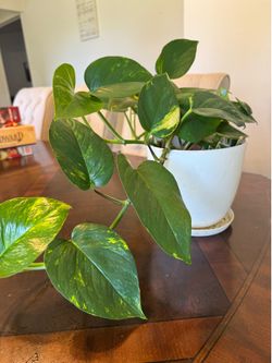 Large Golden Pothos – Healthy & Full Houseplant