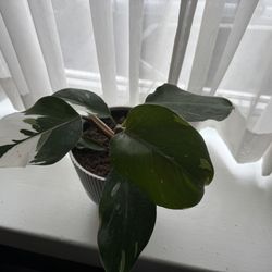 Philodendron White Princess Plant