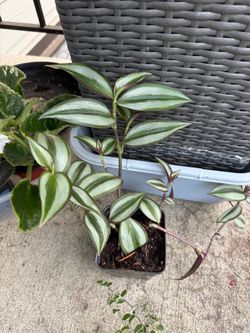 Wandering jaw tradescantia plant in pot