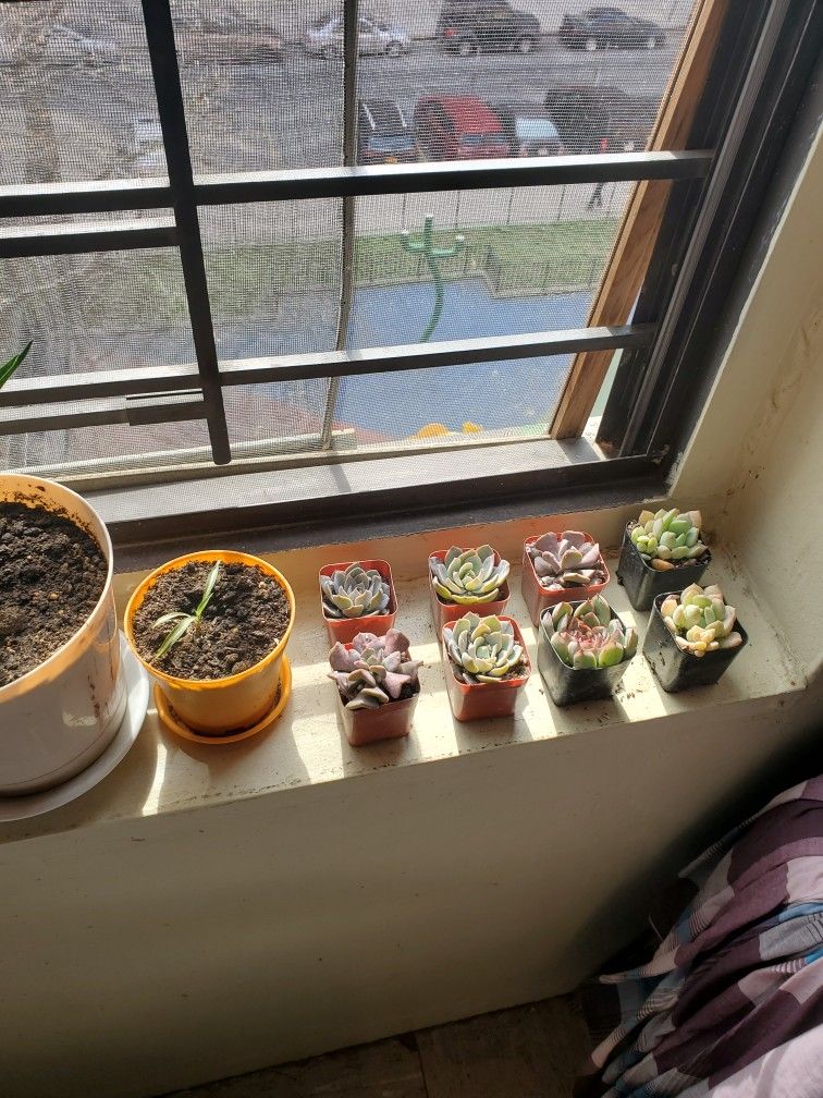 Succulents In 2 Inch Pots
