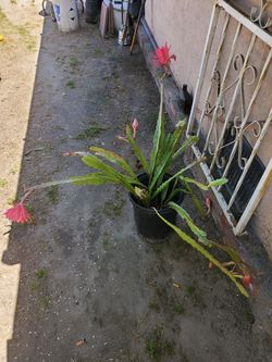 Plant