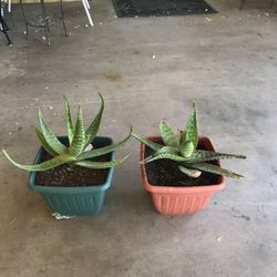 Live Aloe Vera Plant $8 Each 