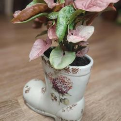 Arrowhead "Pink" In A Decorative Ceramic Boot 