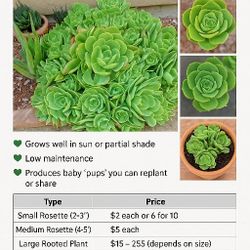 Succulent Plants For Sale