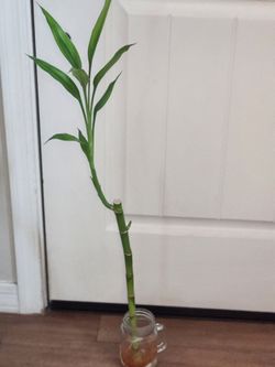 Healthy Bamboo Plant Approx 26" tall