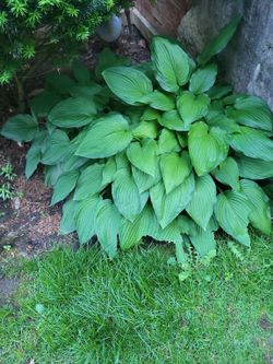 Mature Hosta Plant, ~48" Wide Clump, Healthy - You Dig