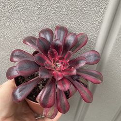 Korean Imported Succulent Plant, In 4 Inch Por Pick Up Only