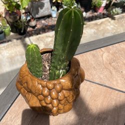 Cactus 🌵 Live Plant With The Ceramic Pot 🪴 