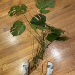 Large Monsterra Cuttings