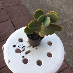 Mother Of Mellon Plant 