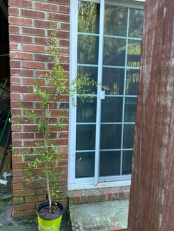 Henna/Mehendi Plant ( about 68 “ tall) Big established plant few years old with flowers