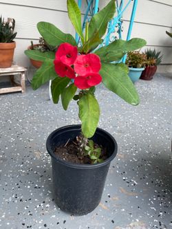 Plant