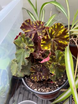 Begonia tiger kitten plant