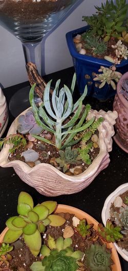 Succulent garden