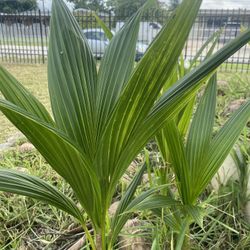 Coconut Palm $4 Each - We have 15+