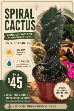 Spiral cactus  🌵🔩