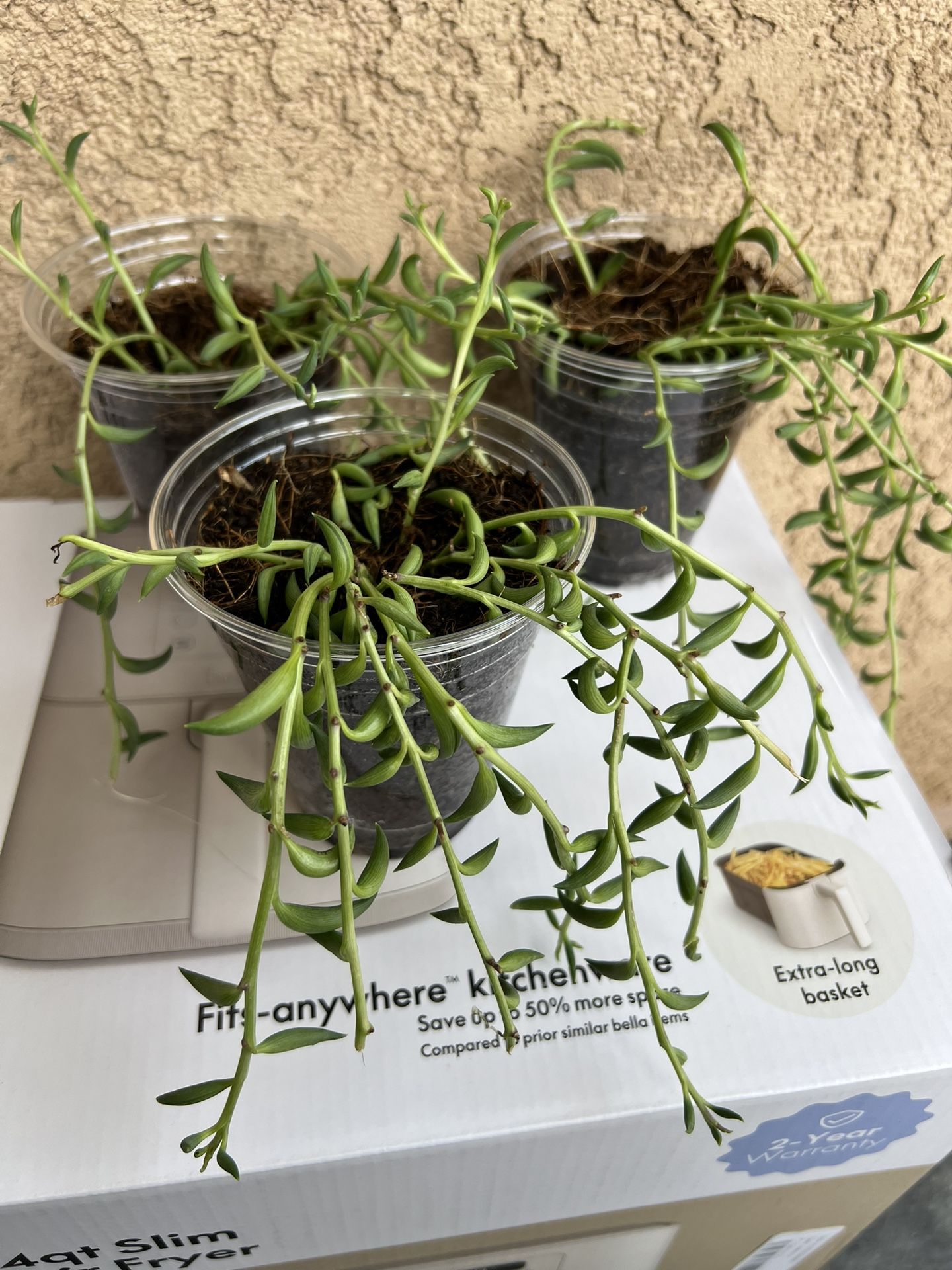 Succulent $5 Each