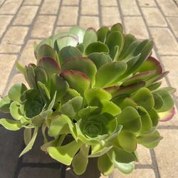 Potted Succulents