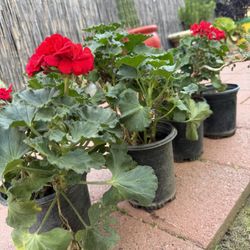 Geraniums Red,in gal Pot, Each $8